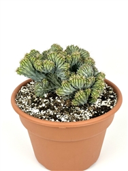 Myrtillocactus Geometrizans v Crested Elite Blue Cactus in 8" Pot