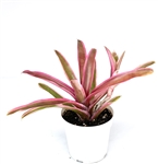 Neoregelia Donger
