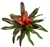 Neoregelia Medusa Large Bromeliads House Plants, 6" Pot