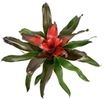 Neoregelia Medusa Large Bromeliads House Plants, 6" Pot