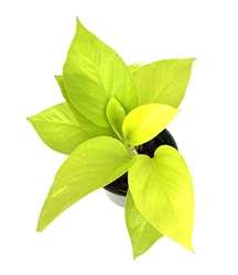 Neon Pothos Epipremnum aureum 'Neon