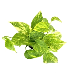 Neon Queen Pothos  Epipremnum Aureum Easy Air Purifying House Plants, 4" pot