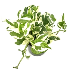 Pothos N'Joy