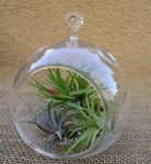 4.5" Glass Plant Orb/Terrarium Kit