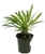 Madagascar Palm Pachypodium Lamerei