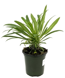 Madagascar Palm Pachypodium Lamerei