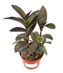 Tradescantia Pale Puma