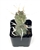Paper Spine Cactus Cluster-Tephrocactus Articulatus v Papyracanthus