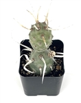 Paper Spine Cactus Cluster-Tephrocactus Articulatus v Papyracanthus