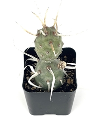 Paper Spine Cactus Cluster-Tephrocactus Articulatus v Papyracanthus