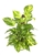 Pothos Patricio LG Specimen on Moss Pole