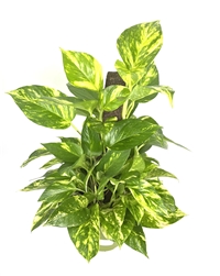 Pothos Patricio LG Specimen on Moss Pole