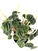 Peperomia Emerald Green