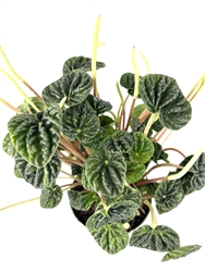 Peperomia Emerald Green
