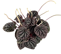 Peperomia Luna Red