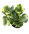 Peperomia Marble
