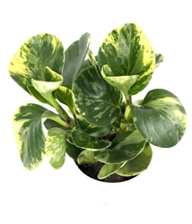 Peperomia Marble
