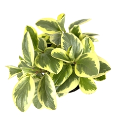 Peperomia Optian Bicolor