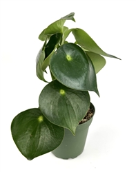 Peperomia Owl Eye