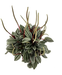 Peperomia San Marino