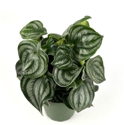Peperomia Watermelon