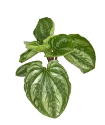 Peperomia Watermelon Ecuador