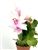 Pink Flower Holiday Cactus Schlumbergera Bridgesii 'Thor Keri'