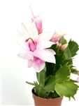 Pink Flower Holiday Cactus Schlumbergera Bridgesii 'Thor Keri'