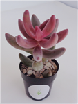 Pachysedum Ganzhou