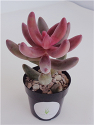 Pachysedum Ganzhou