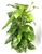 Pothos Golden XL Specimen on Moss Pole