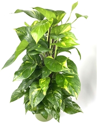Pothos Golden XL Specimen on Moss Pole