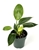 Philodendron Birkin Variegated Houseplant, 4" Pot
