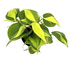 Philodendron Cordatum Brazil