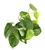 Philodendron Cordatum