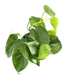 Philodendron Cordatum