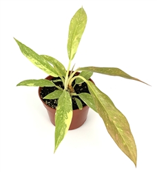 Philodendron Ring of Fire, 4" Pot