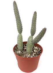 Pinecone Cactus