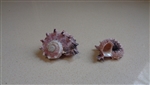 Pink Delphinula Shell 1"-2"