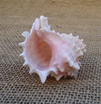 Medium Pink Murex Shell