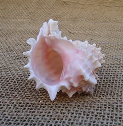 Medium Pink Murex Shell