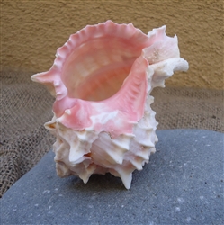 3.5-4" Pink Murex Shell