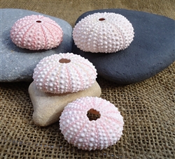 1.5-2" Pink Sea Urchin Shell