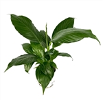 Peace Lily Spathiphyllum