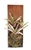 Neoregelia Donger Wood Plank Mounted Houseplants