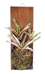 Neoregelia Donger Wood Plank Mounted Houseplants