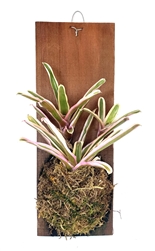 Neoregelia Donger Wood Plank Mounted Houseplants