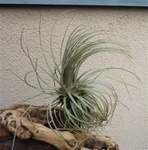 Tillandsia Plumosa