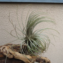 Tillandsia Plumosa