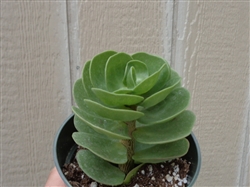 Large Portulaca Molokiniensis